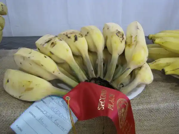 Zilie banāni