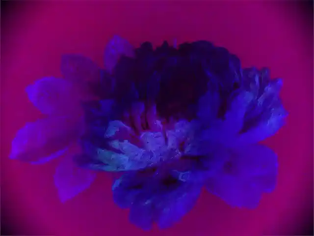Foto izdruka ar zilu ziedu uz purpura krāsas fona