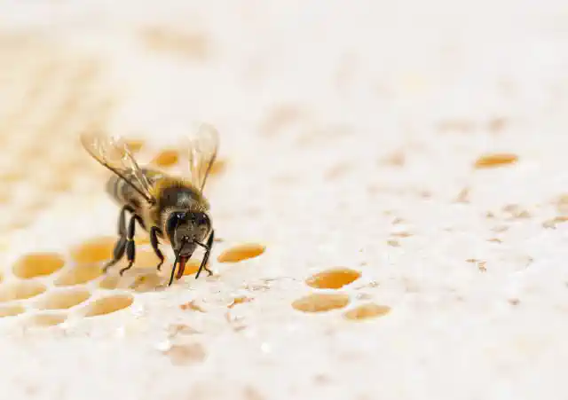Bite uz medus kārēm kā medus etiķešu fons