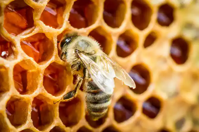 Bite pie medus kārēm kā medus etiķešu fons