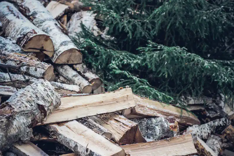 Foto kanva - bērza malkas pagales pie zaļas egles