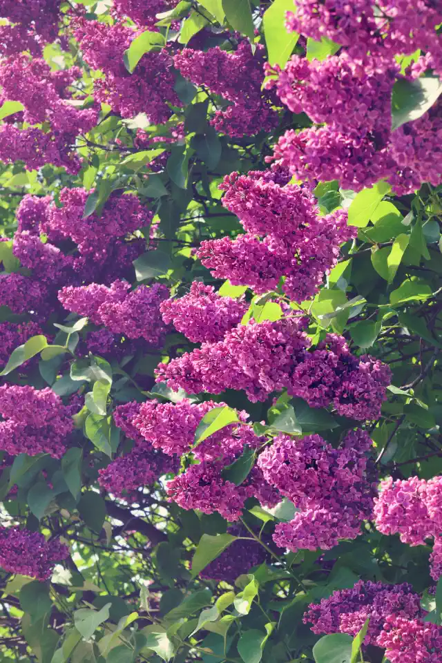 Foto kanva - visparastākie violetie Latvijas ceriņi