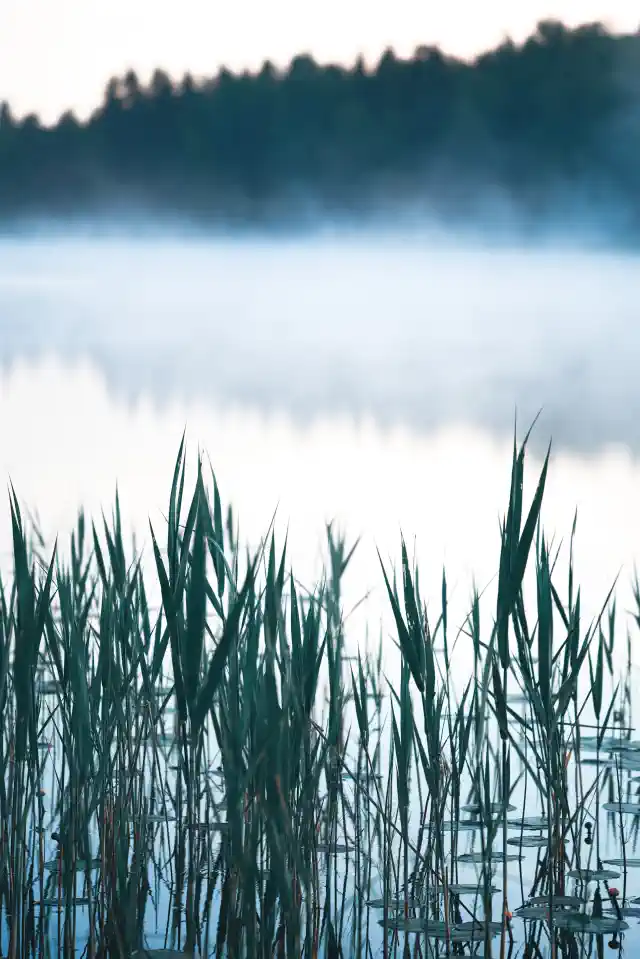 Foto kanva - ezers, migla, meldri