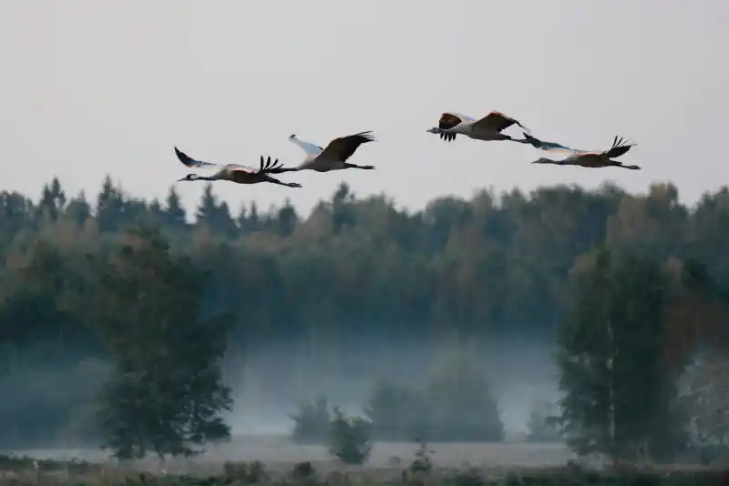 Foto kanva - gājputni tuvumā