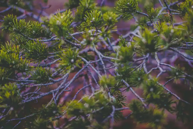 Foto kanva - priežu skujas