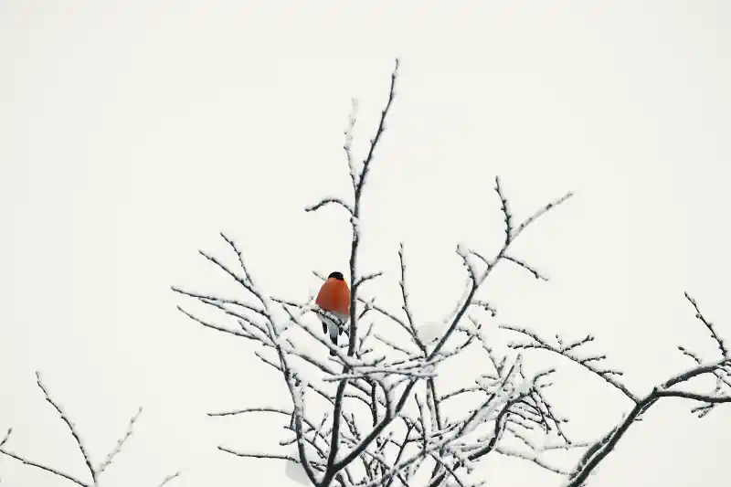 Foto kanva - sarkankrūtītis apsnigušā krūmā uz ziemas debesu fona