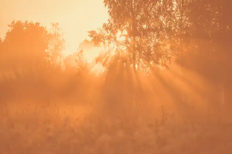 Foto kanva - saules pielieta pļava