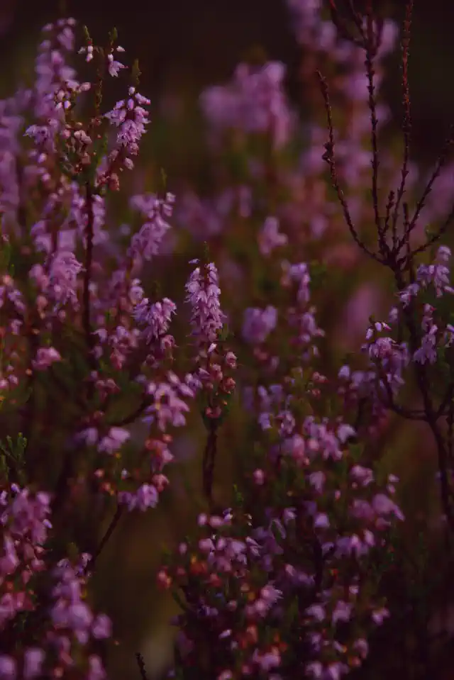 Foto kanva - virši zied