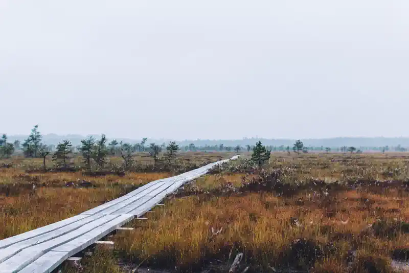 Pasūti kanvu internetā - Latvijas purvs ar laipu