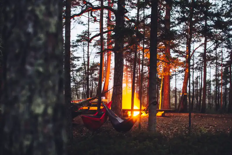 Foto kanva - ugunskurs priežu mežā