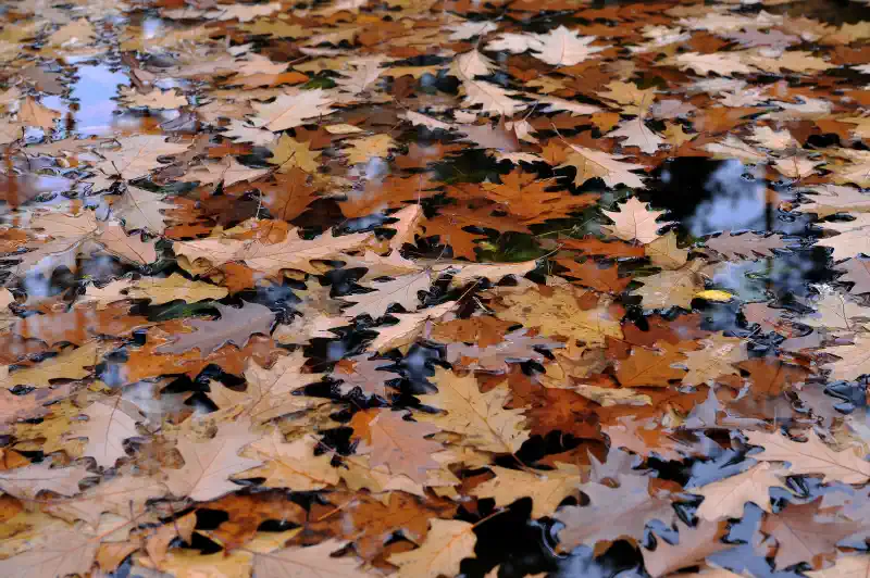 Kanvas bildes - rudens lapas ūdenī