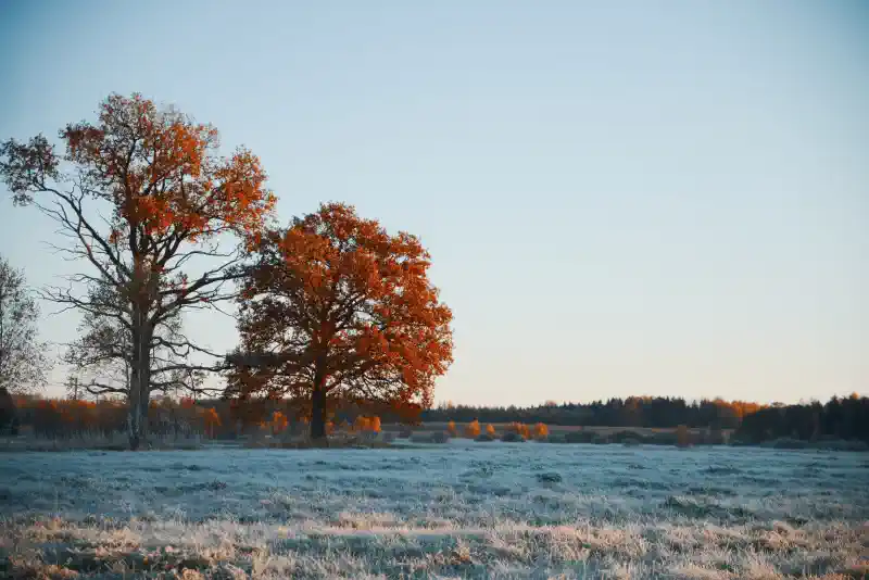 Foto uz kanvas - vēls rudens ar salnu un krāsainām lapām kokos