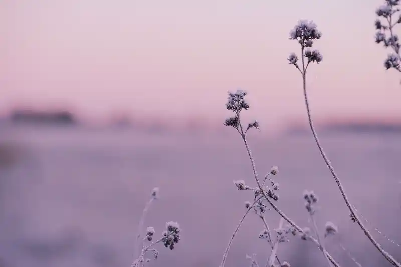 Foto uz kanvas - gaiša, violeta ainava
