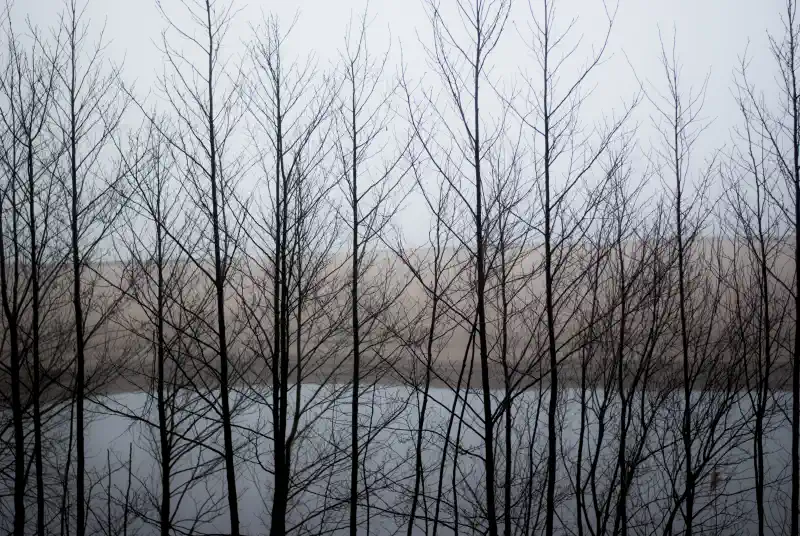 Foto uz kanvas - ainava aiz krūmiem