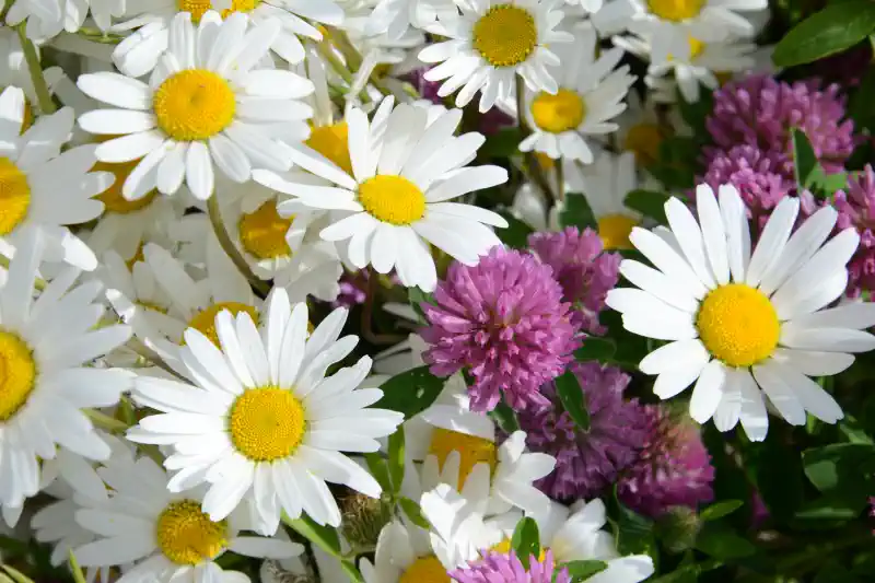Foto uz kanvas - margrietiņas un āboliņa ziedi