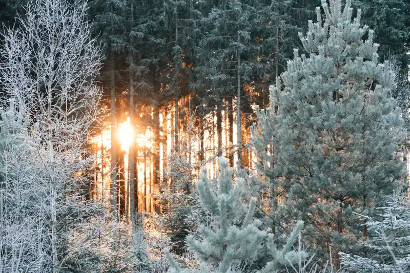 Foto uz kanvas - saule ais priežu stumbriem ziemā