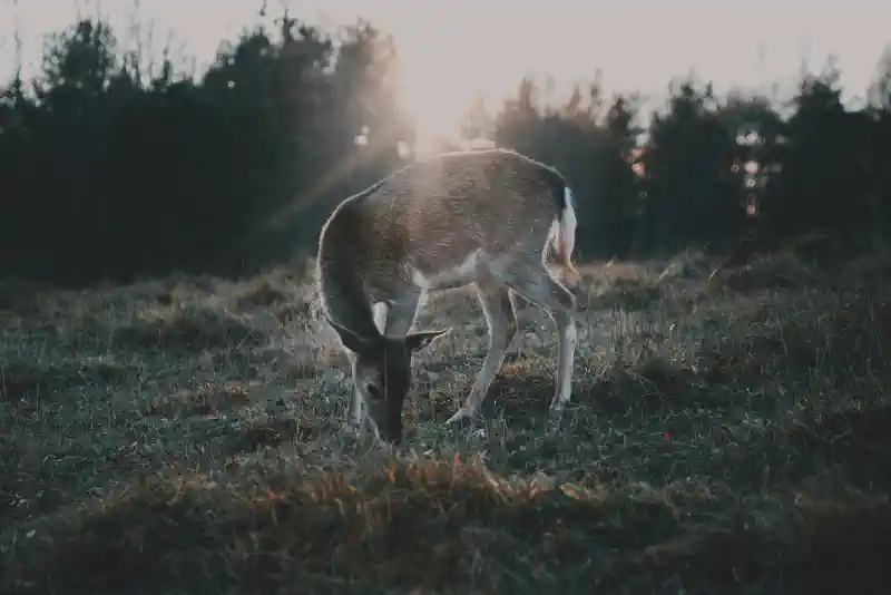 Foto uz kanvas - stirna