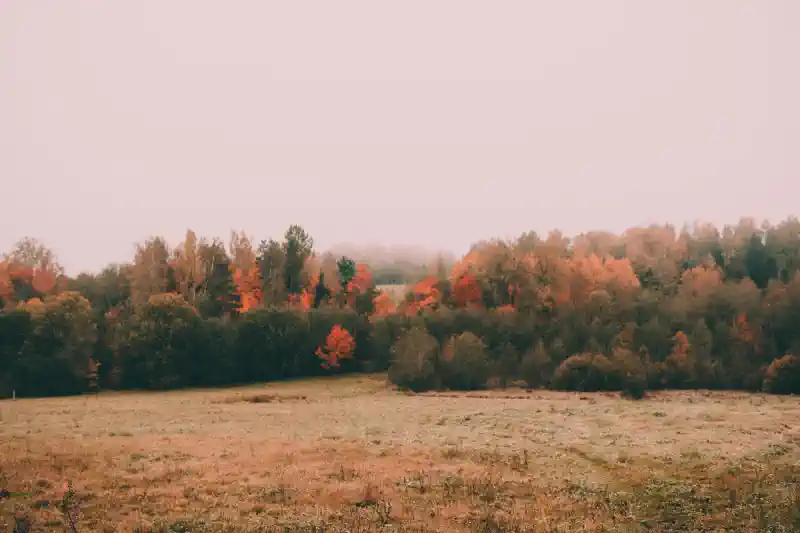 Foto uz kanvas - zelta rudens